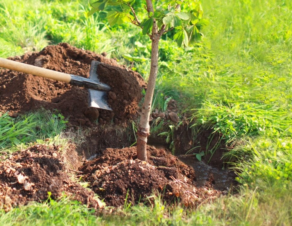 Plantation
